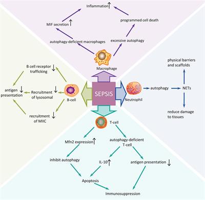 Frontiers The Role Of Autophagy In Sepsis Protection And Injury To